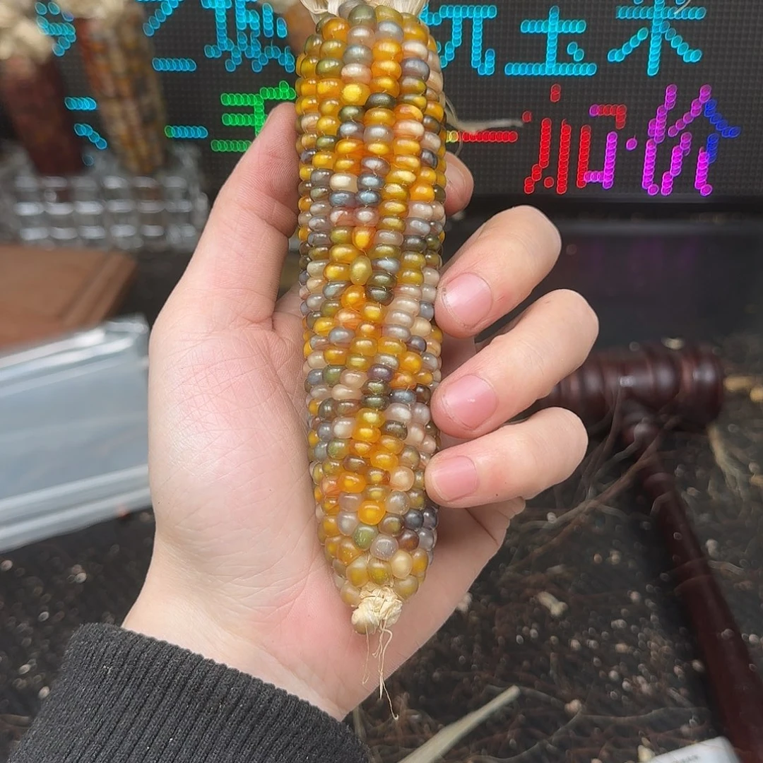 柏香籽/百香籽吊坠?****