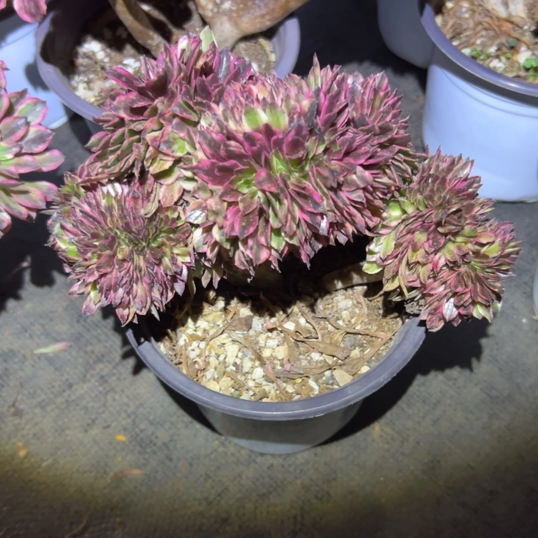 昼夜仙墨缀化老桩厚板