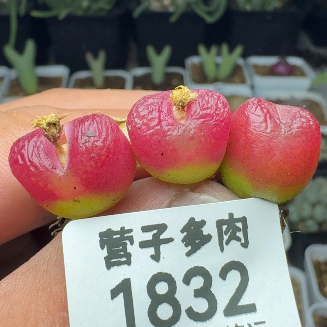 红宝石3颗。