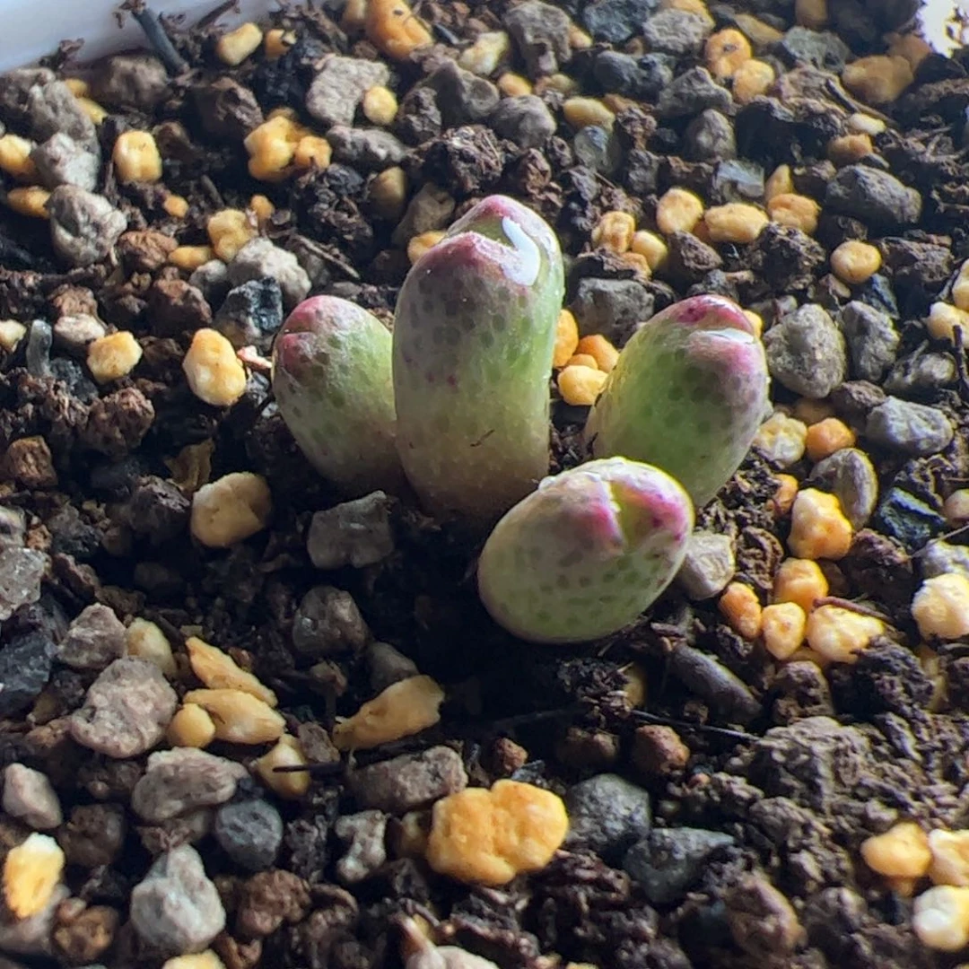 12.7斑马多肉植物46