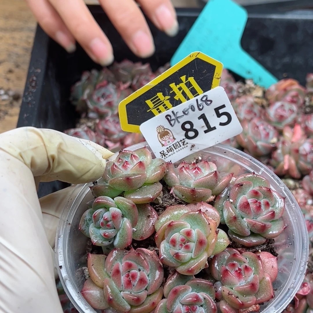 多肉植物多肉植物
