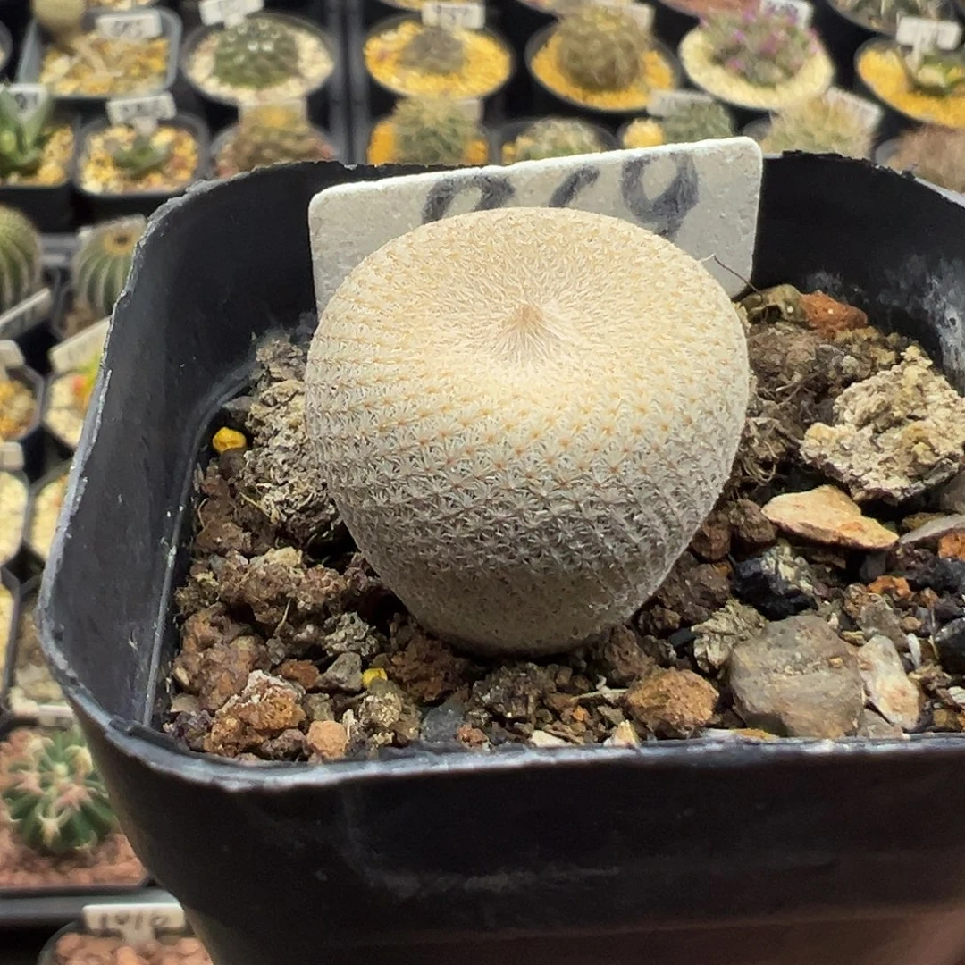 869小人帽实生仙人球