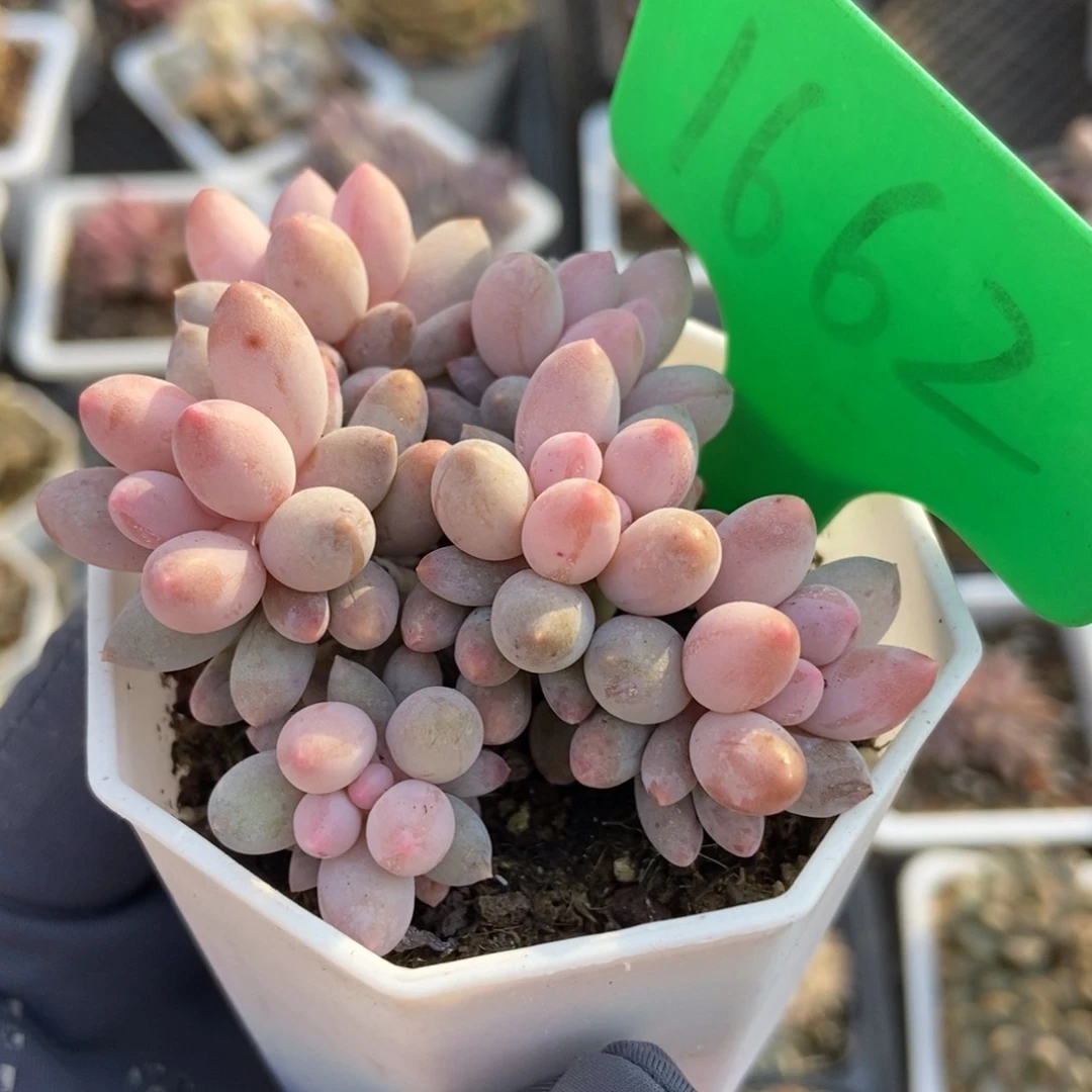 1662婴儿手指多肉植物保护