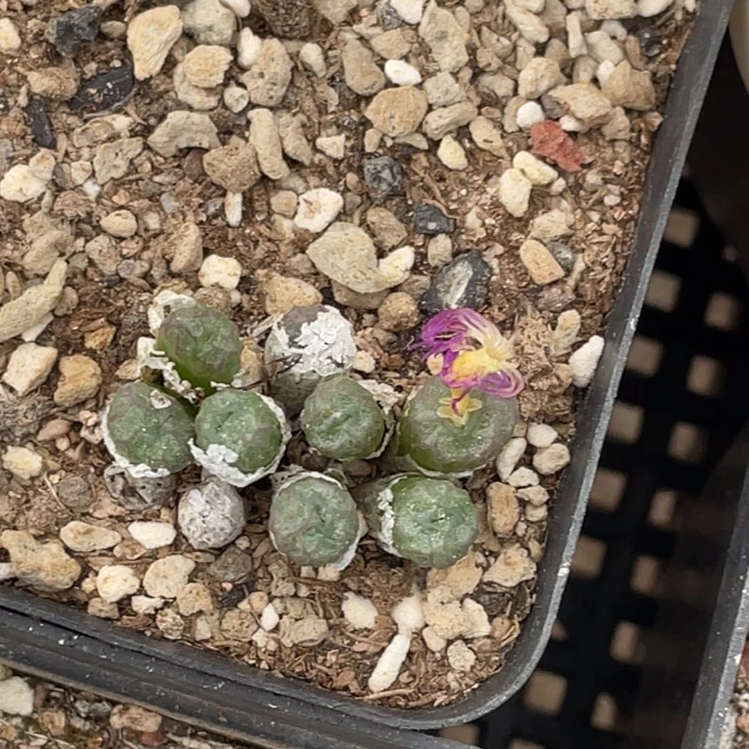 木****23-124肉锥多肉植物