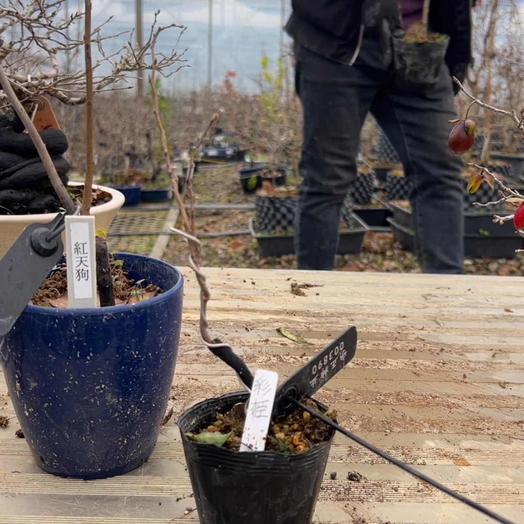 哈哈哈哈哈哈彩姬