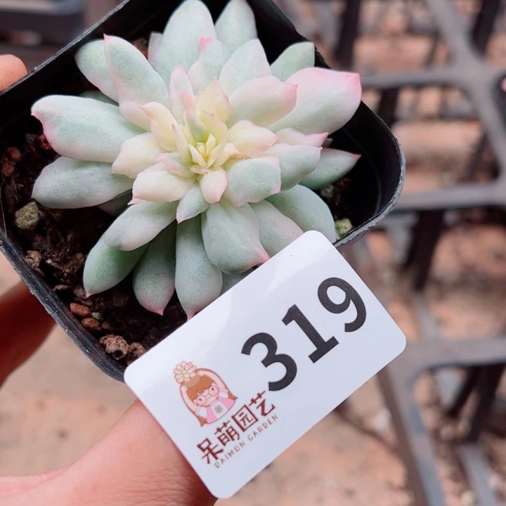 多肉植物多肉植物