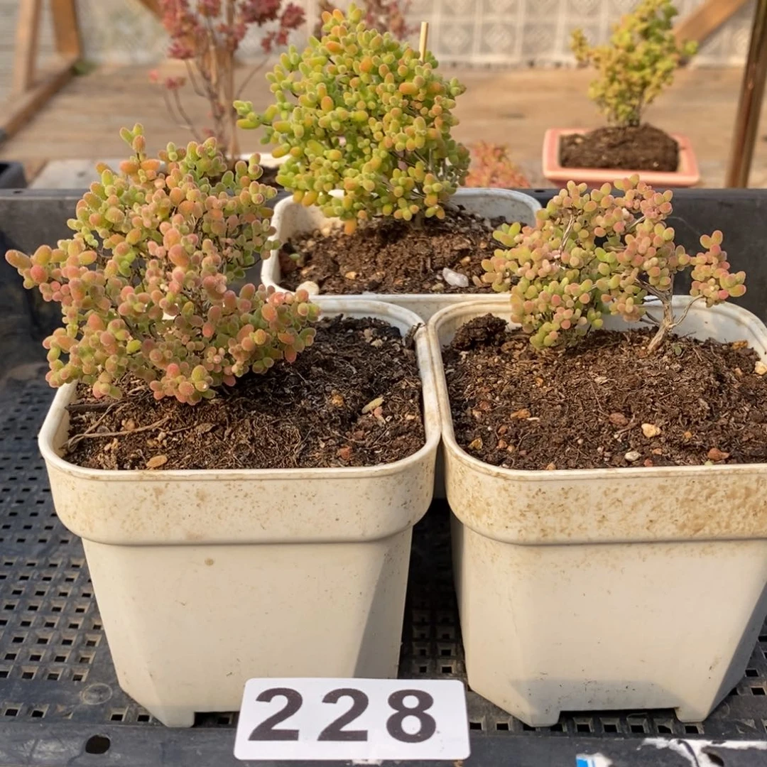 枝干蜜桔糖球来了哦228