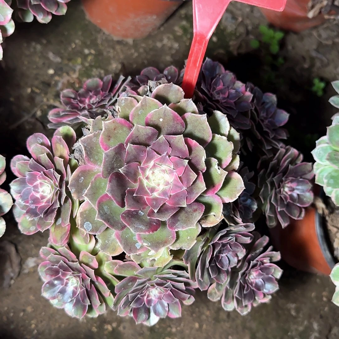 4+100克拉恋人多肉法师