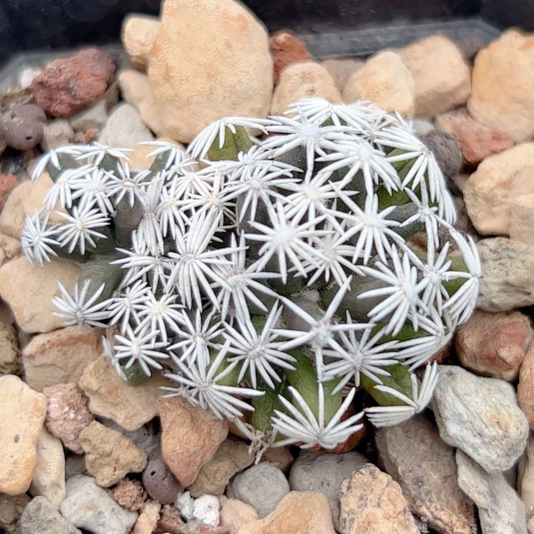 孤月 仙人球自根