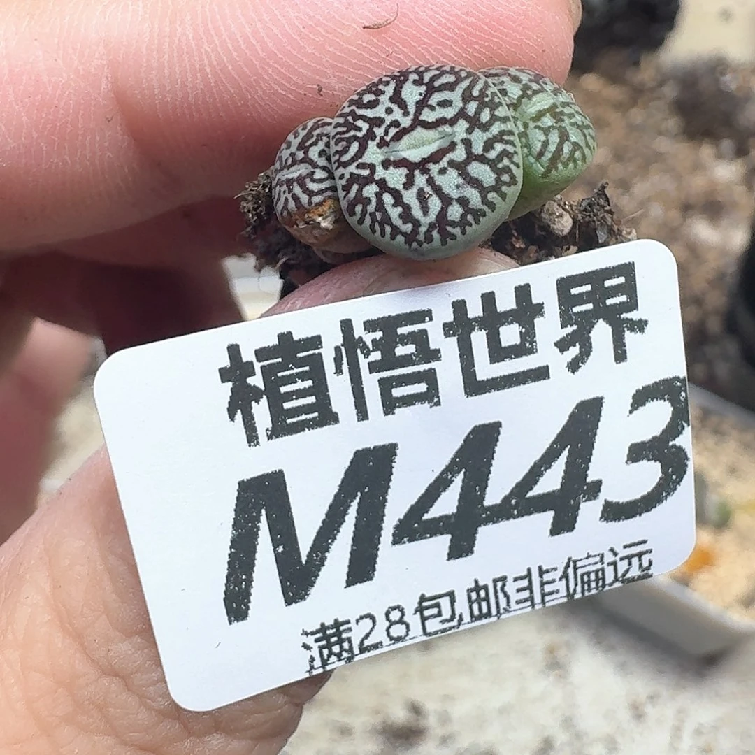 多肉植物的润泽地方