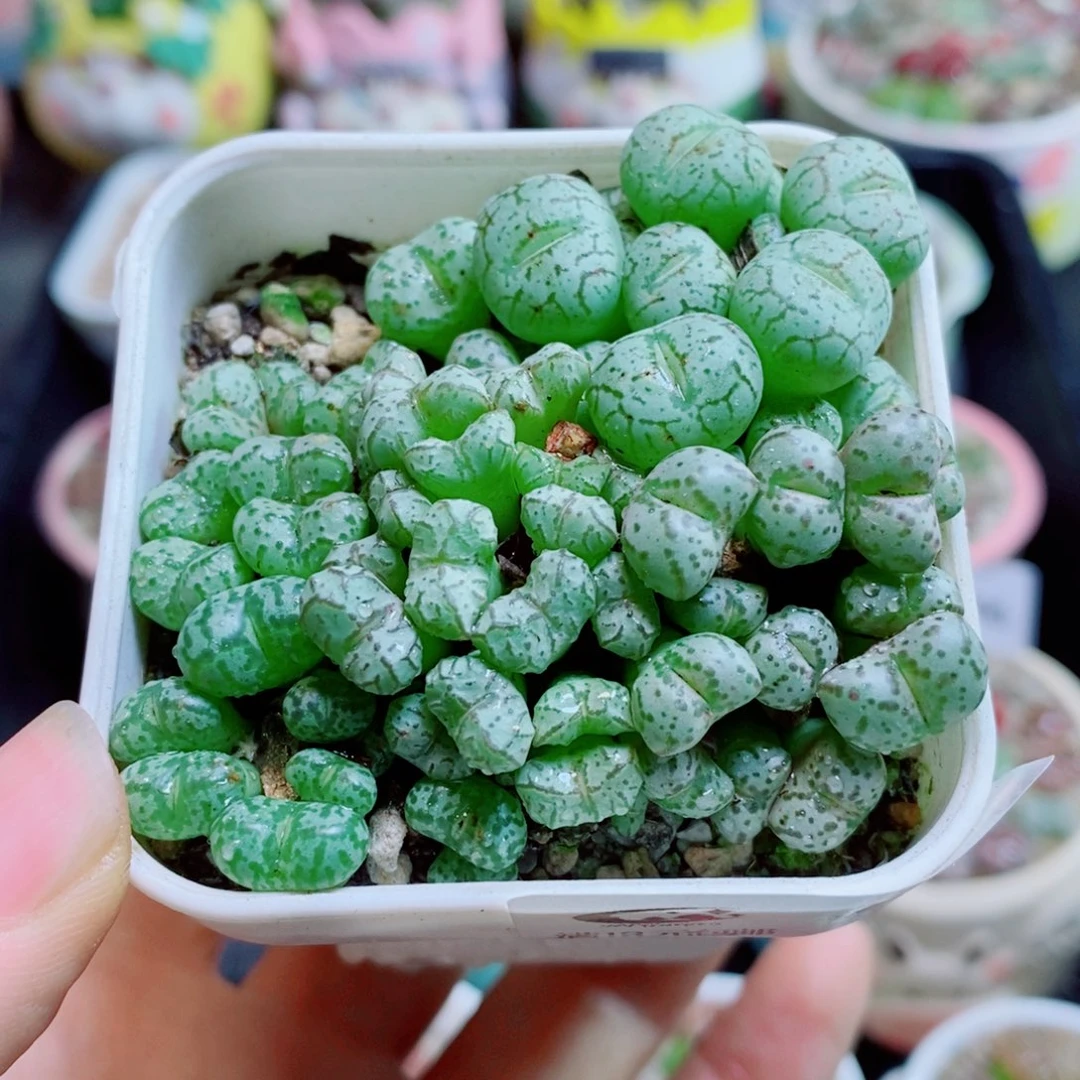 生石花花花花花花花花598