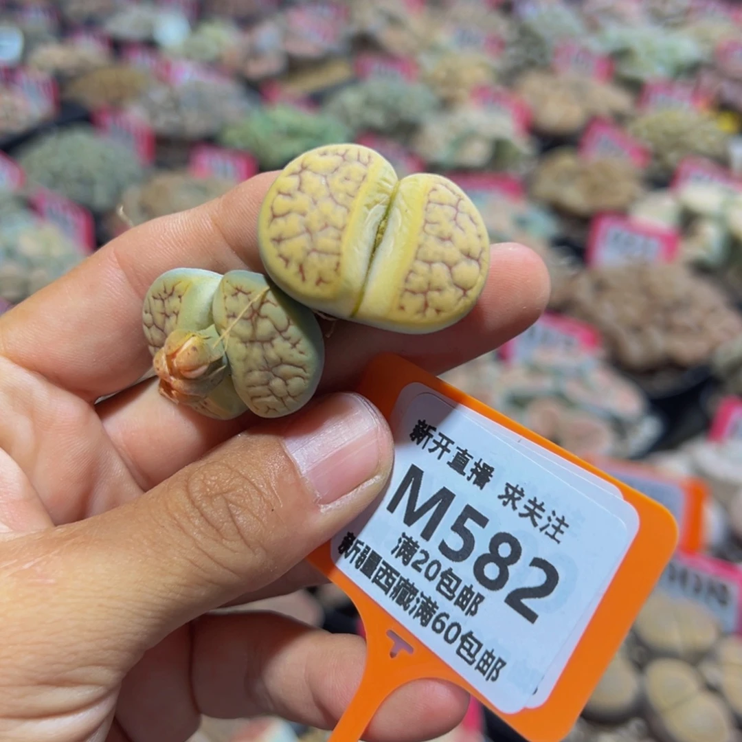 不****582 一物一拍，默认有伤，介意勿拍，不退不换
