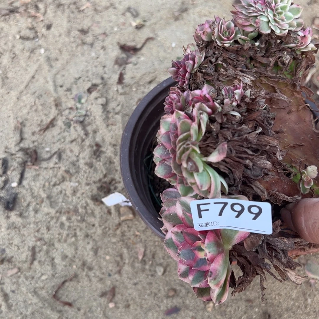 叶***姐799荔枝缀化多肉植物法师