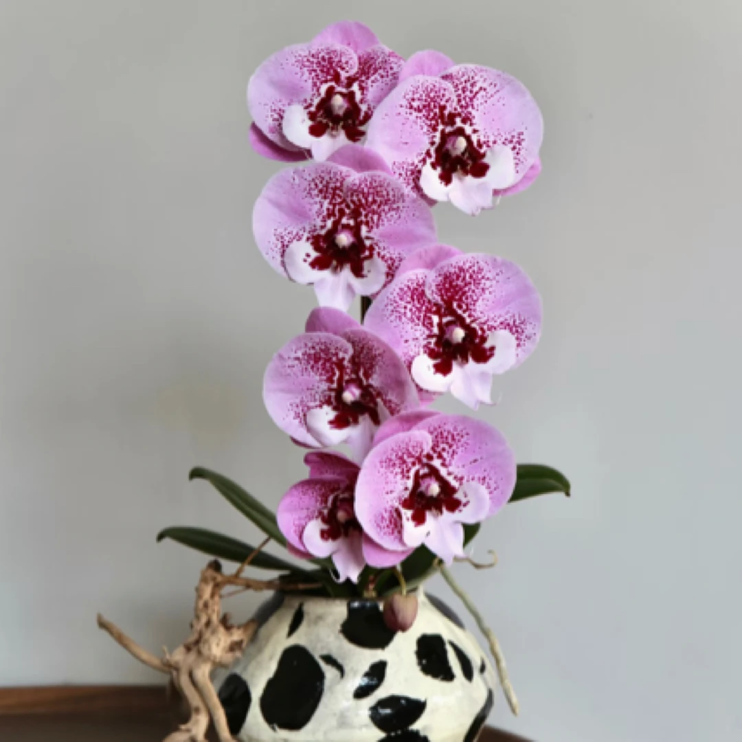 【特价叶损乌龙茶】3.0寸蝴蝶兰苗，无花无剑（叶片微瑕）