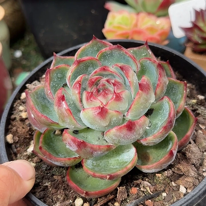 玫瑰惊鸿一物一拍包装收缩花旱366