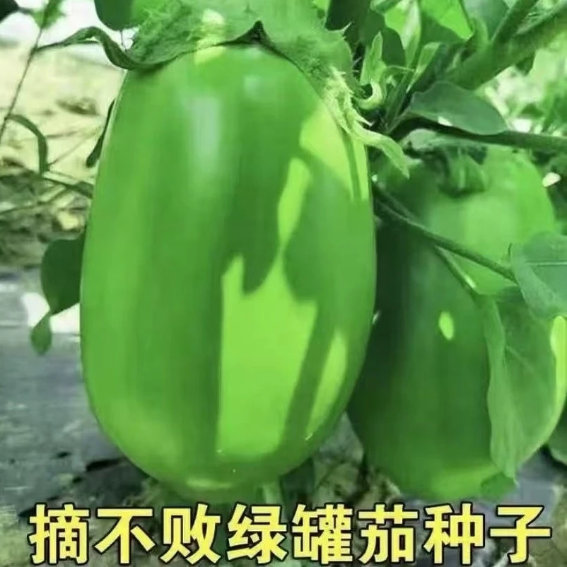 【绿罐茄子种子】四季种植盆栽阳台蔬菜