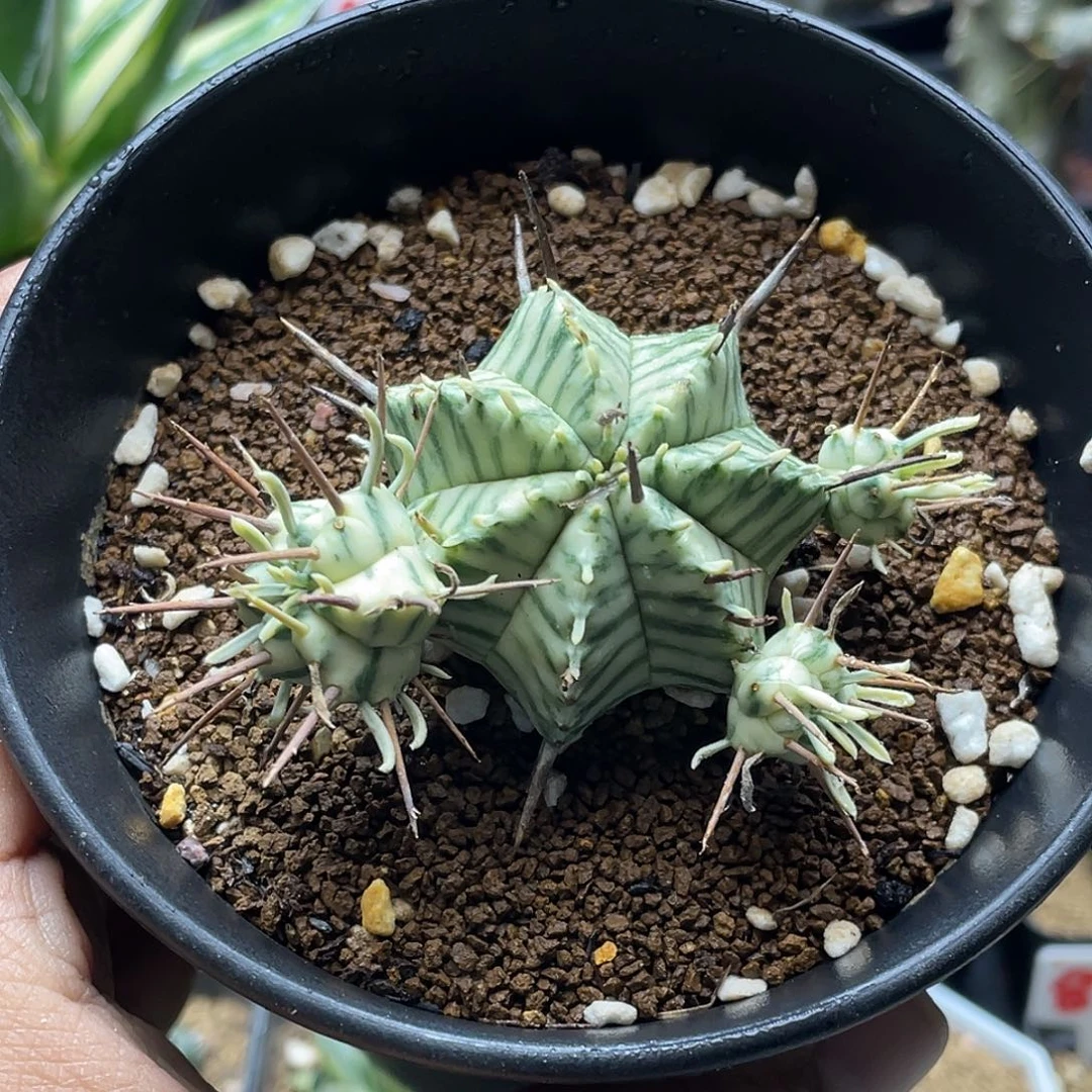斑马锦大戟 3个侧芽