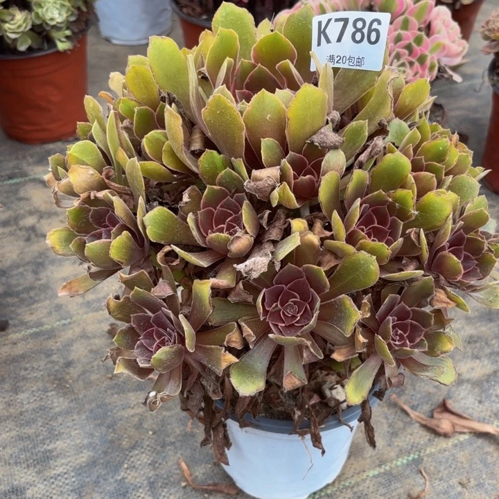 瑞妈多肉园艺786。恶魔之吻