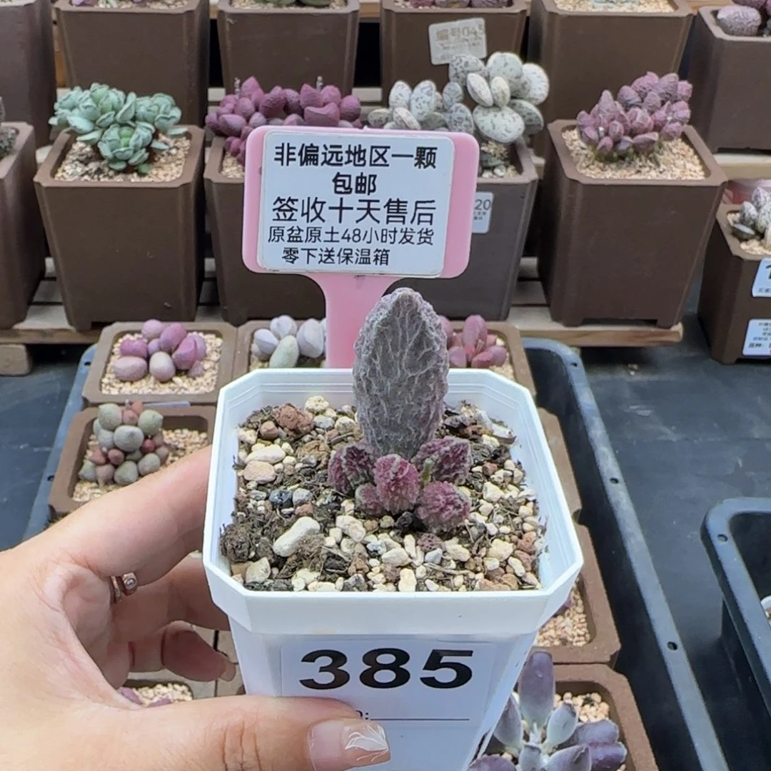 385苍龙多肉植物