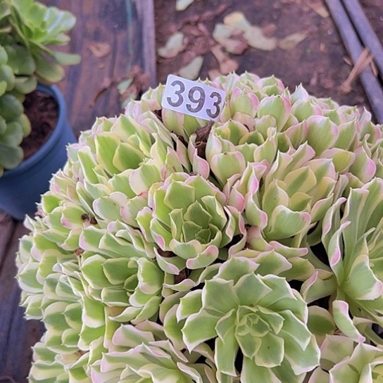 福***制多肉植物一个白凤
