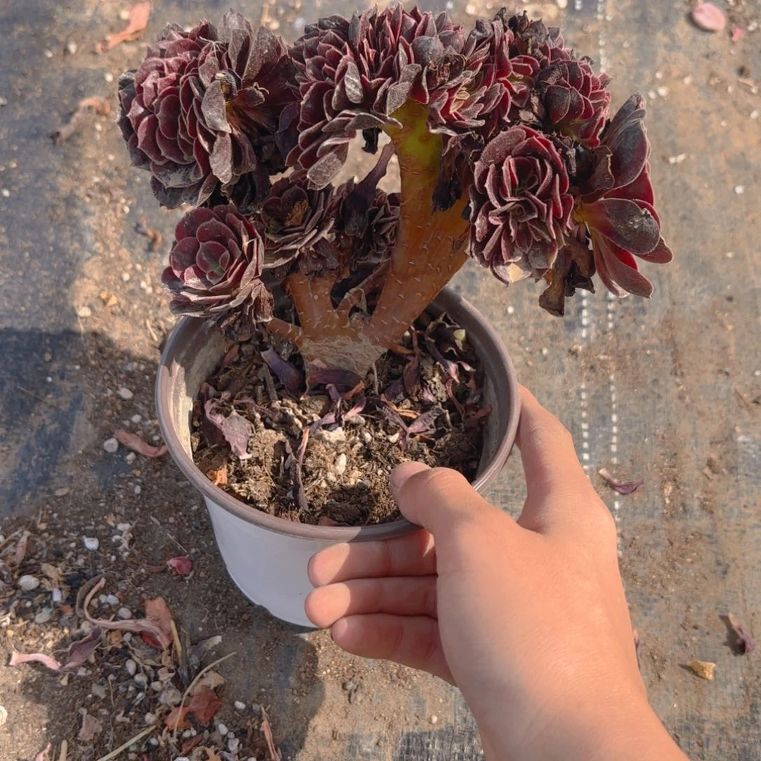 美杜莎缀化板子缀新疆包邮