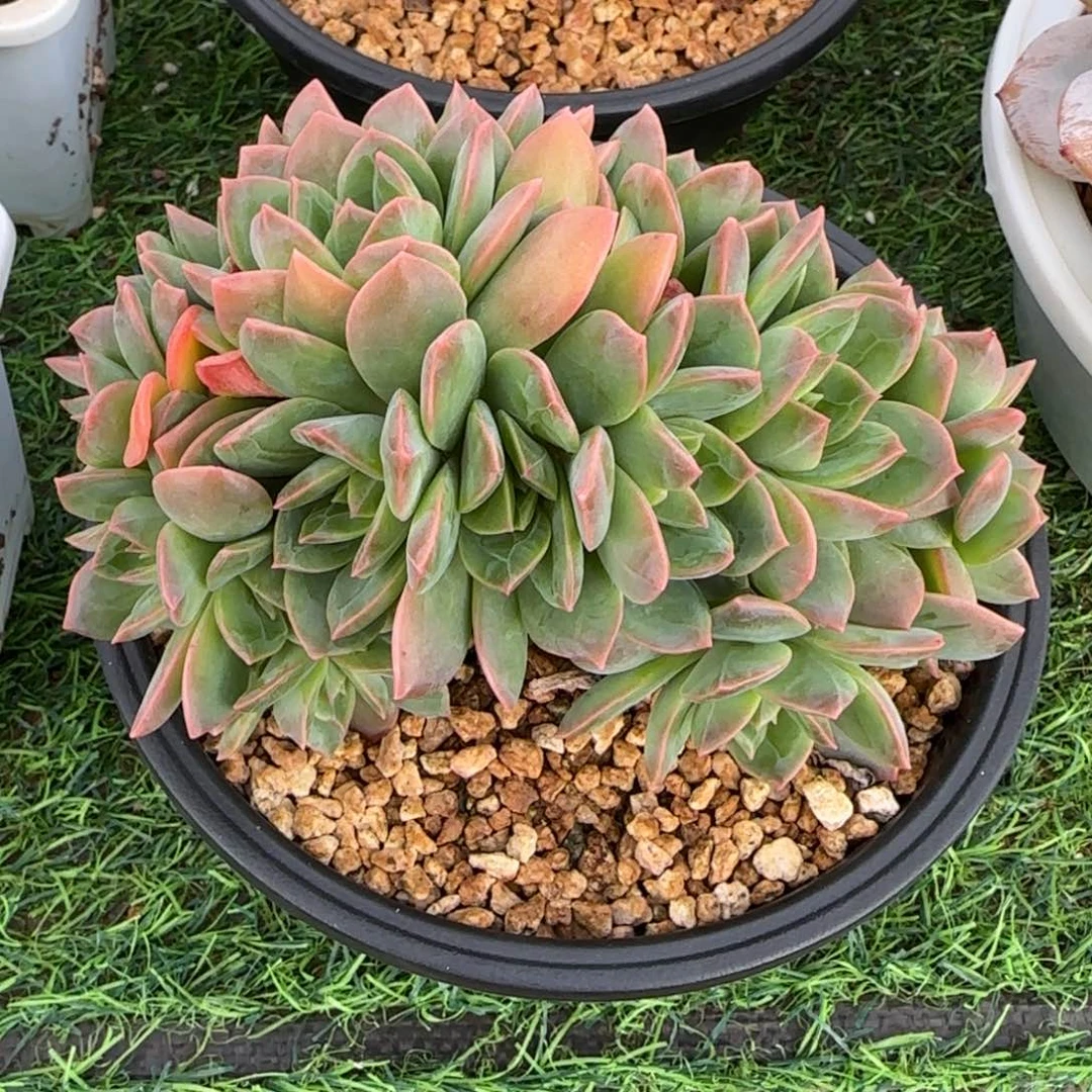 一物一拍树形翠鸟朵朵