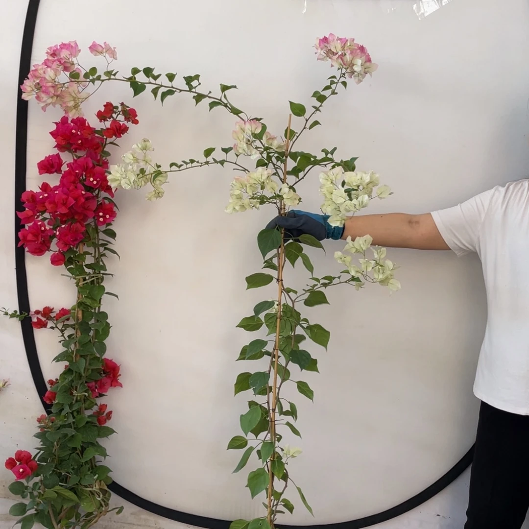 大部分花苞少量开放三角梅