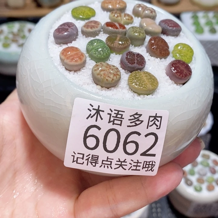 带盆土发货 精美盆栽6062
