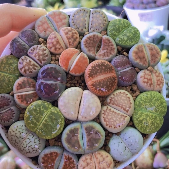 无花朵1193，9厘米盆如图