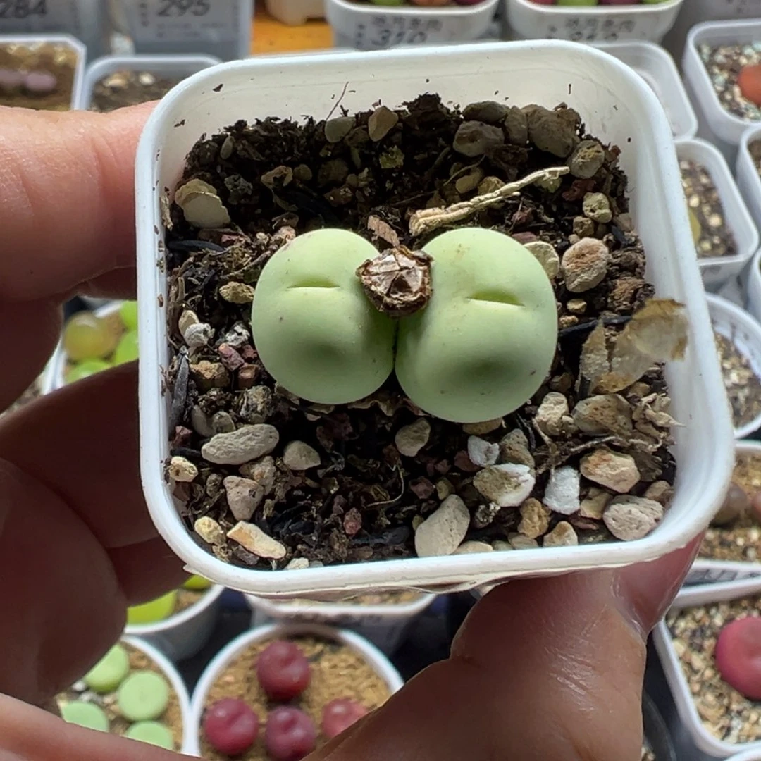 183双头鸽子蛋带盆土