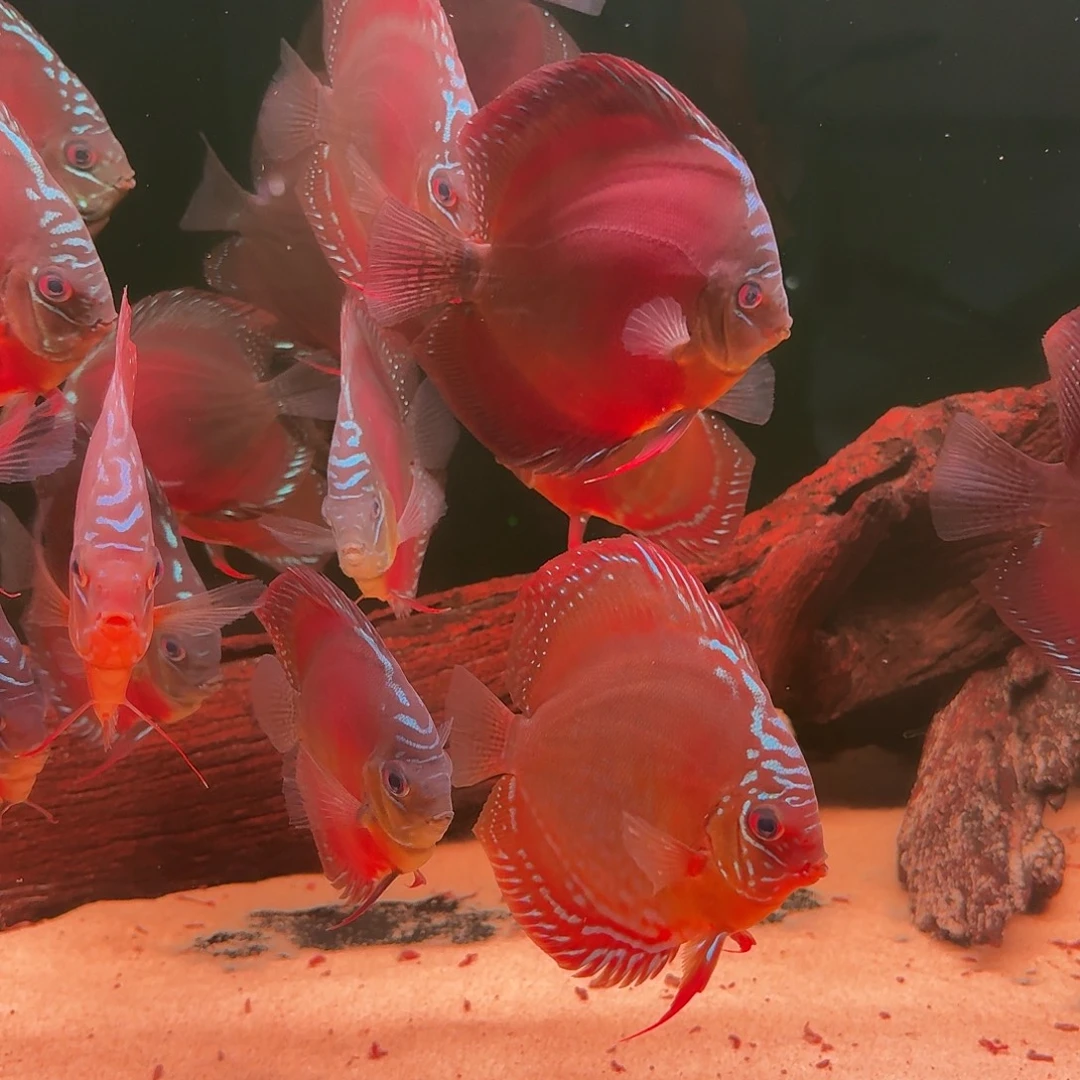 海水鱼Cr野血红卡  带奶圈