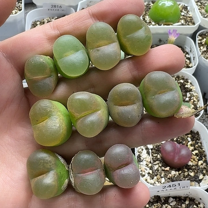 老马生石花彩毛2425