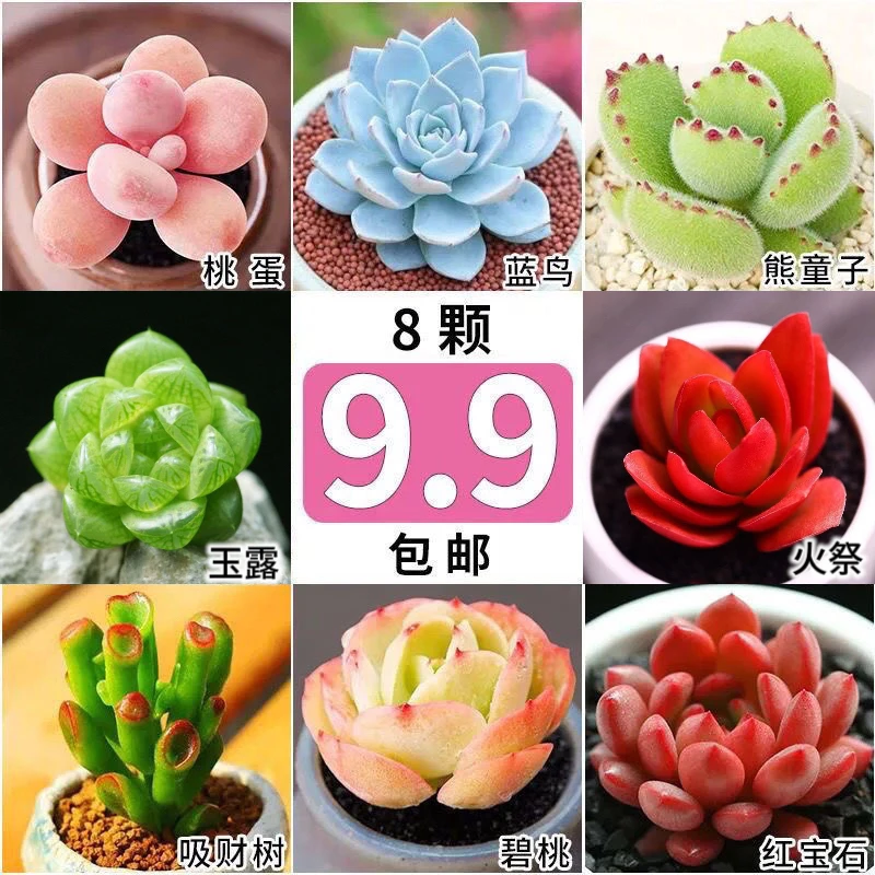 多肉植物盆栽绿植花卉盆土组合室内易活招财进宝组合桃蛋玉露蓝鸟