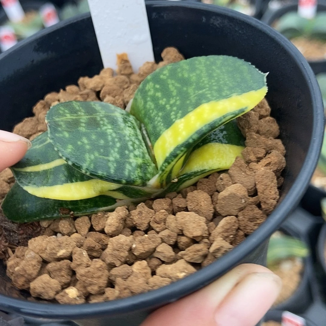 956卧牛实生锦带盆发货