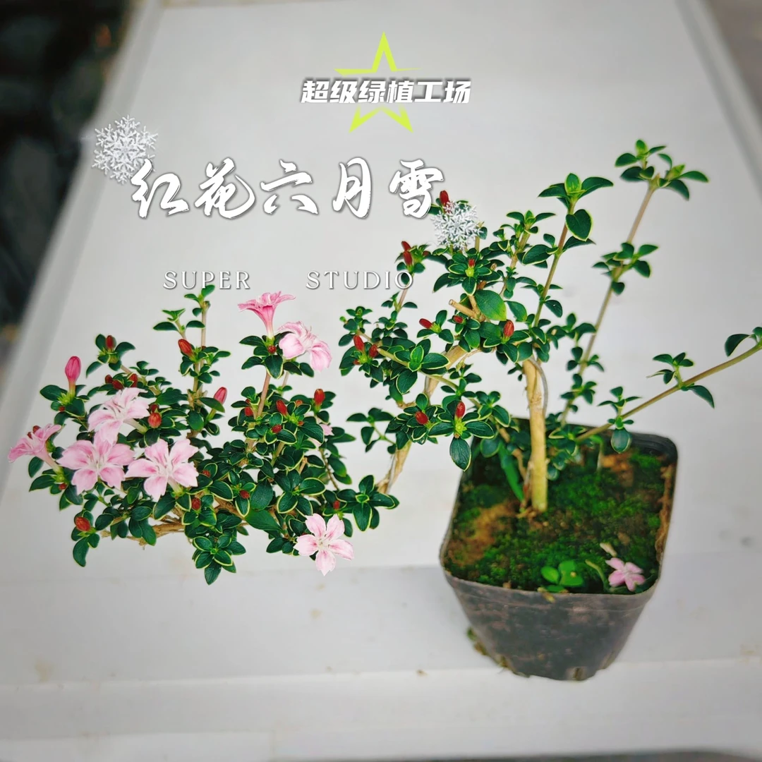 飘枝红花六月雪桌面绿植盆栽造型植物室内客厅桌面小盆景绿植
