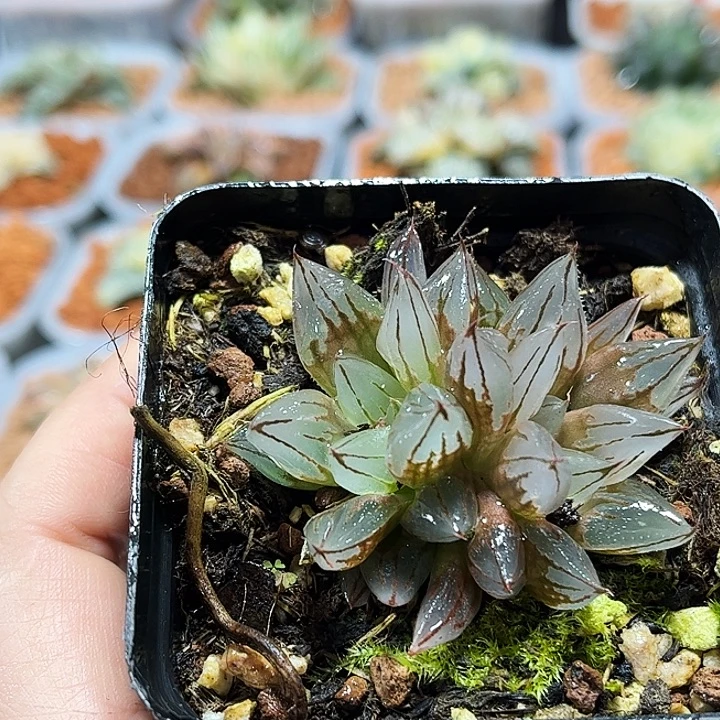 十二卷多肉西亚基