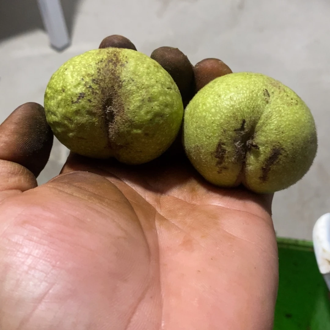 文玩核桃吊坠文玩核桃