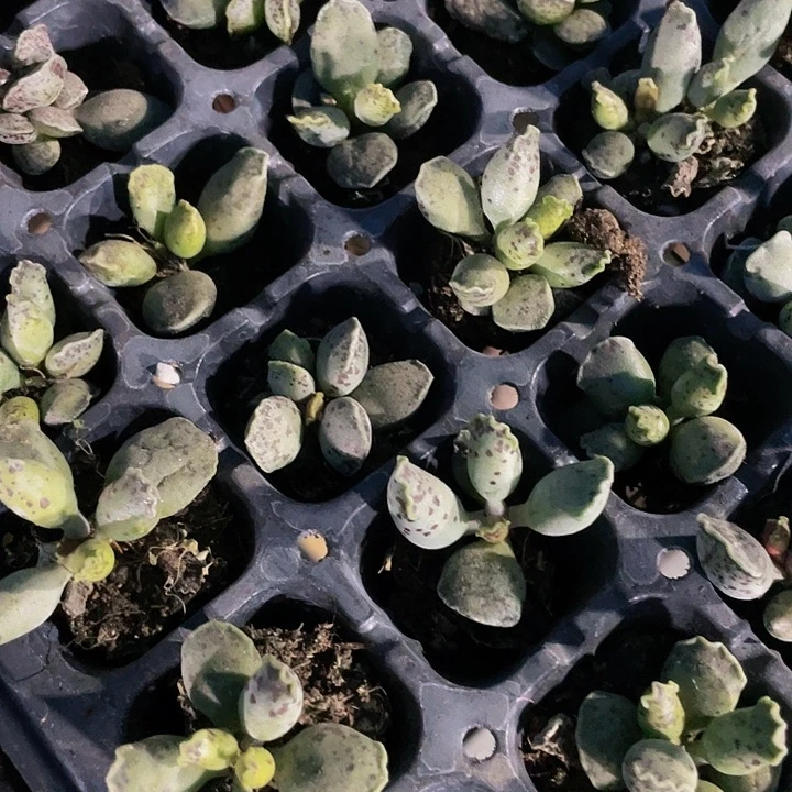 小海豹1.5带土发