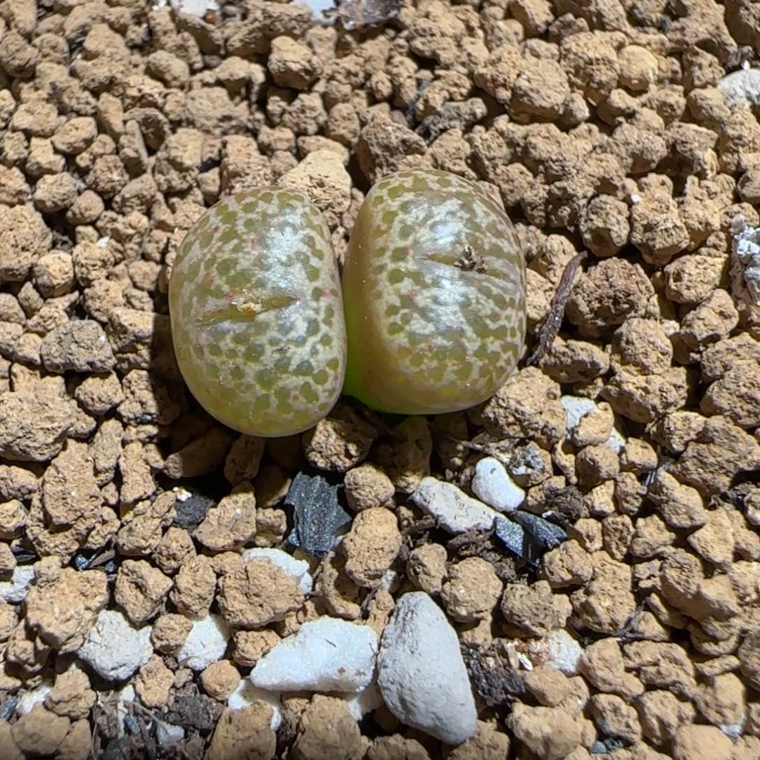 肉锥多肉植物组合-豹纹鸟1069