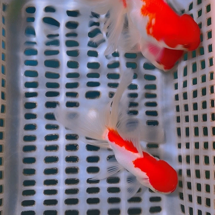 金鱼小*侠金鱼宠粉活动开始