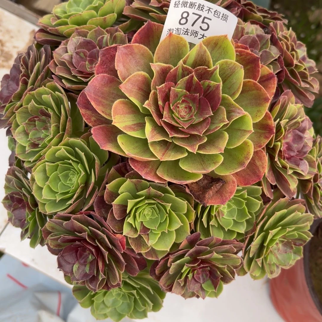875花月夜多肉植物法师