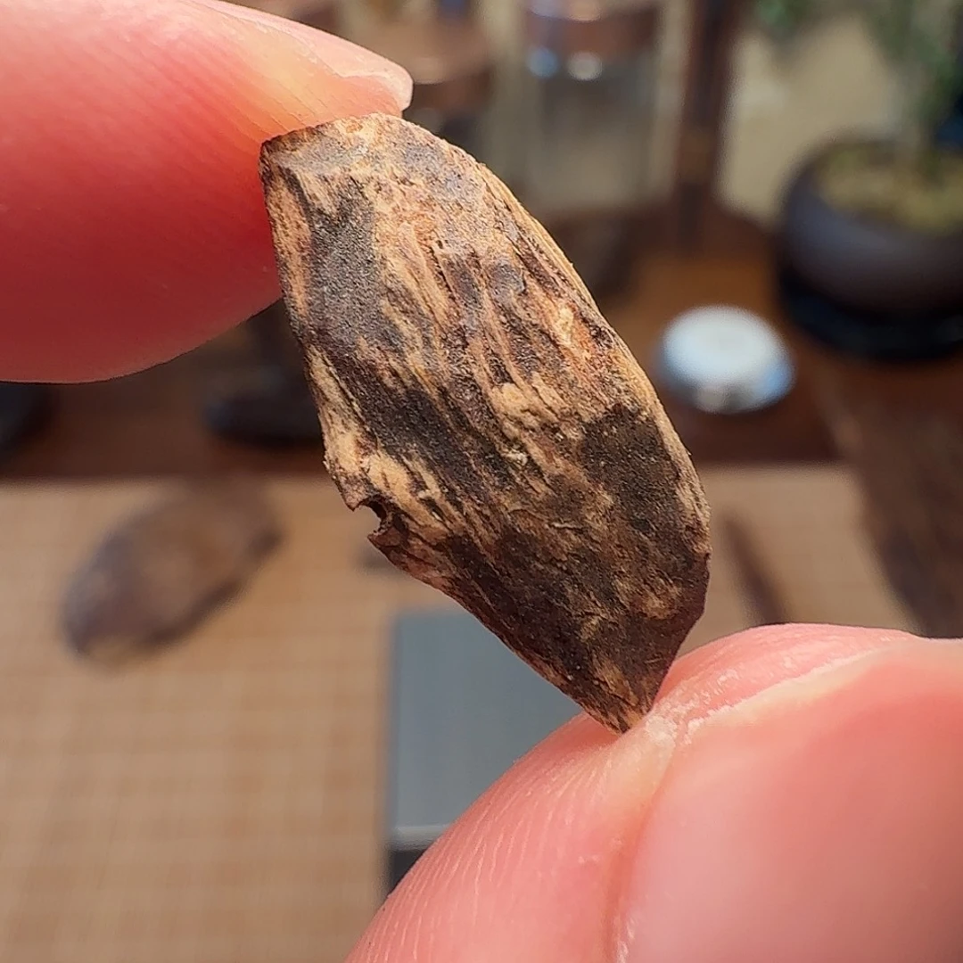 沉香斯里兰卡瓜子