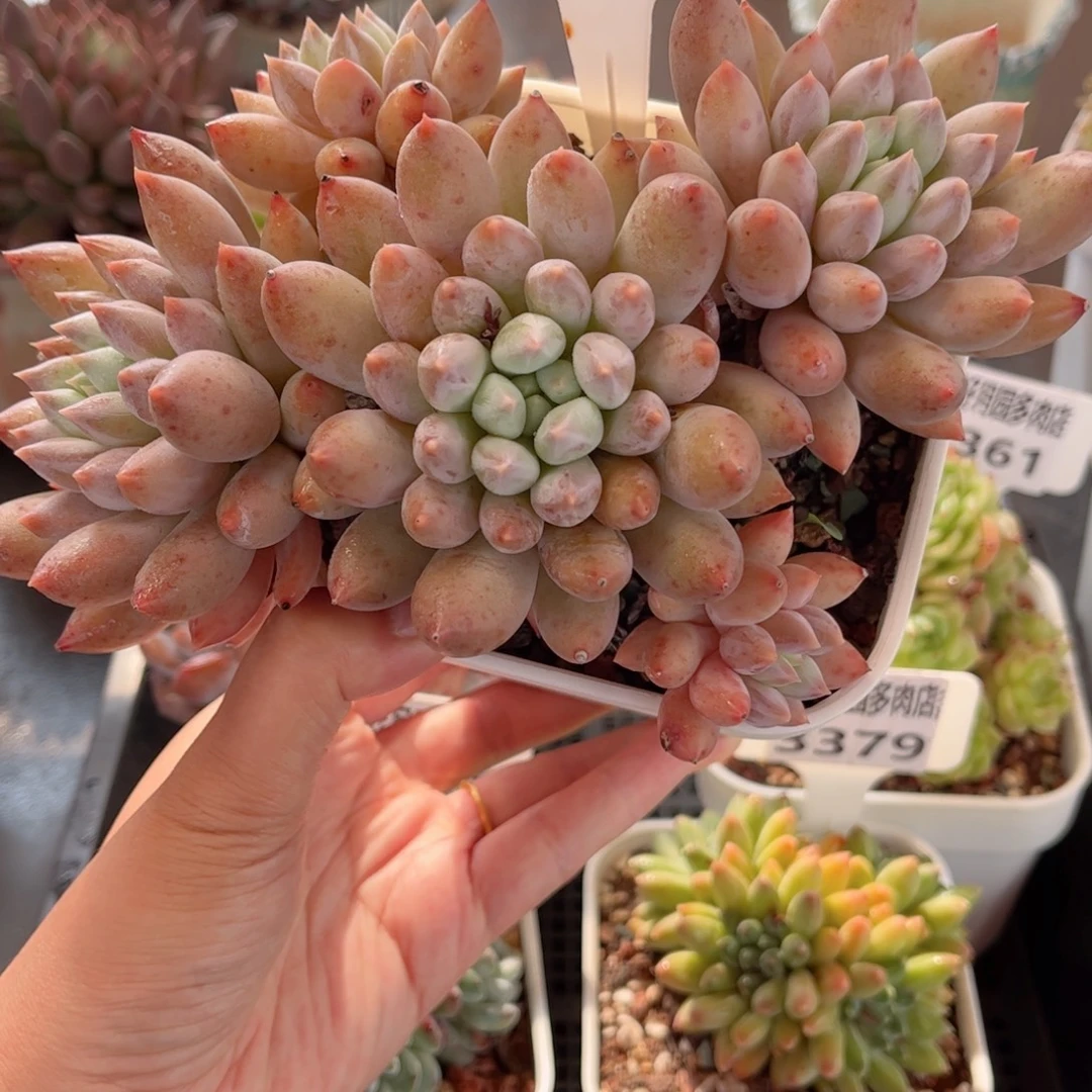 多肉植物3363 一定要拍个冷链哦