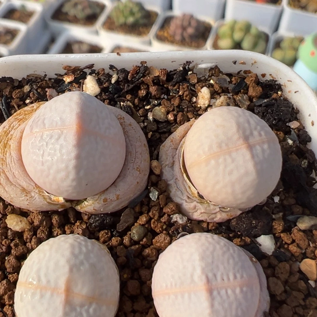 84多肉植物百科知识