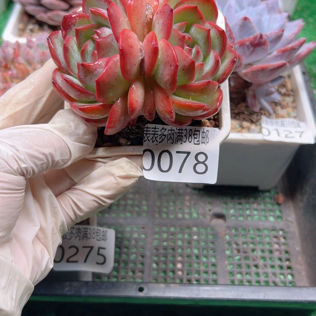 多肉一物一拍植物0078