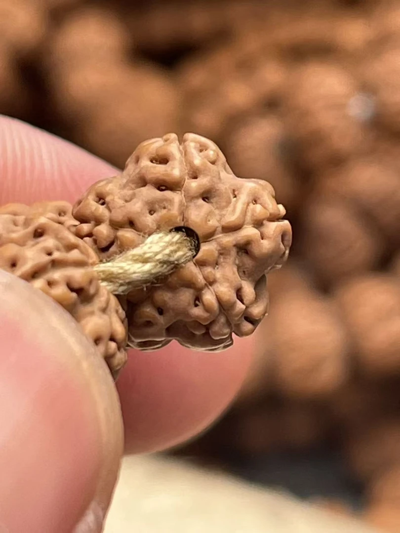 毕业款老树梅花金刚菩提