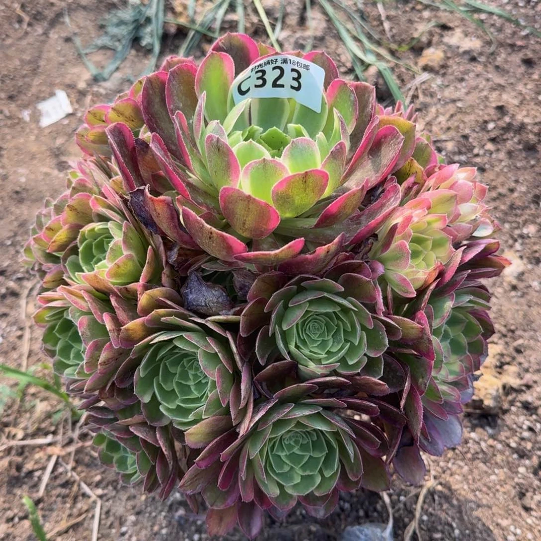 323粉海王多肉植物