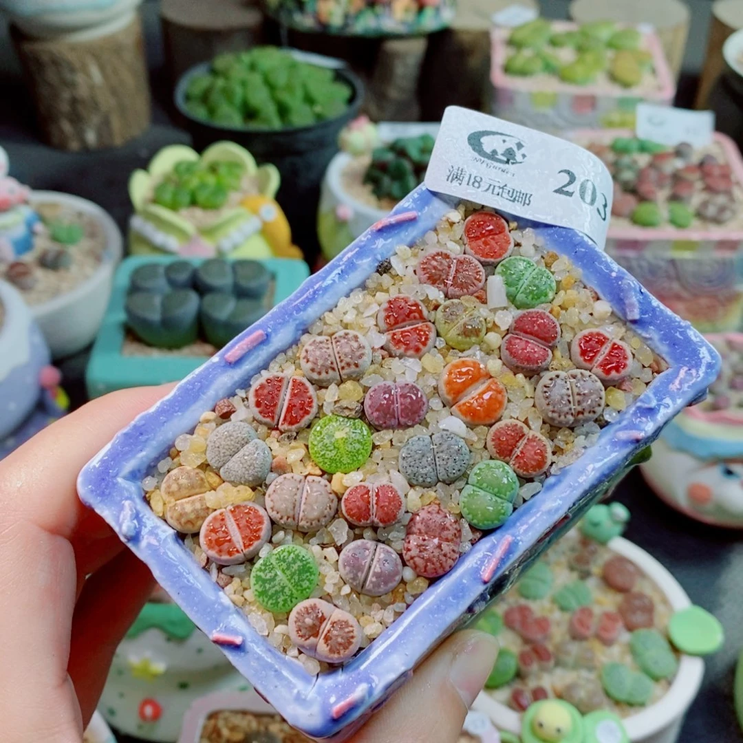 奕***艺生石花花花花开了203