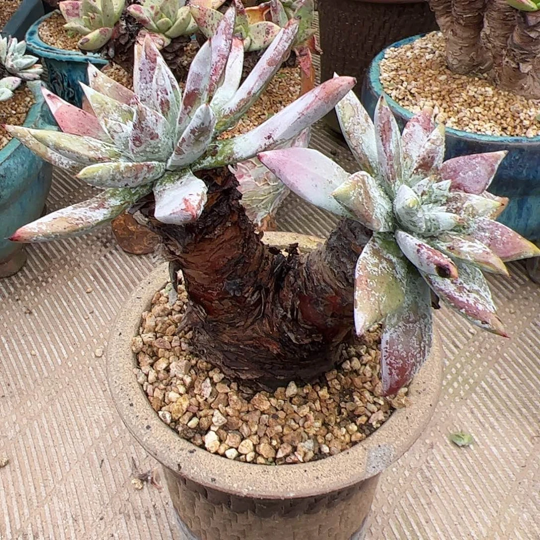 3713墨西哥苹果叶