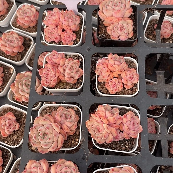 薇薇安园艺多肉1554